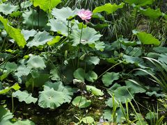 -陈家山荷花公园