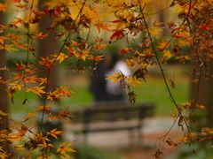 -上海共青森林公园