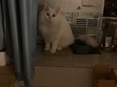 -纳吉亚猫专科动物诊疗中心(蒋宅口分院)