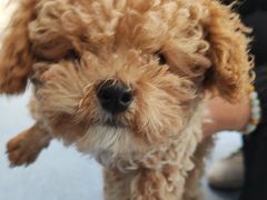 -顺强宠物诊所·狂犬免疫·夜诊·骨科(嘉定店)