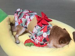 -逗柴咖啡屋·狗咖猫咖宠物桌游