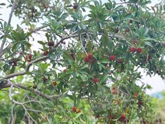 -塘栖枇杷特色园区