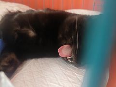 -瑞派福兴宠物医院犬猫全科·骨科·中西医结合(河东店)