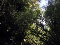 -怀托摩萤火虫洞