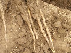 -解家河南菜(商鼎路店)