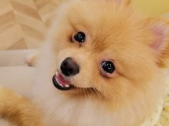 -怪兽屋·羊驼·猫咖·狗咖(俊华广场店)