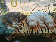 -平行世界·猫咖(首经贸店)