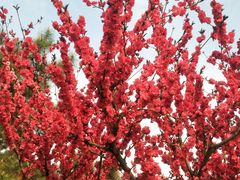 -大兴滨河森林公园