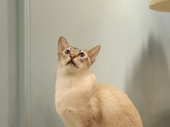 -安格丽娜·狗咖·猫咖羊驼咖(春熙路百盛商场店)