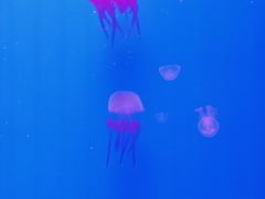 -福州罗源湾海洋世界旅游区