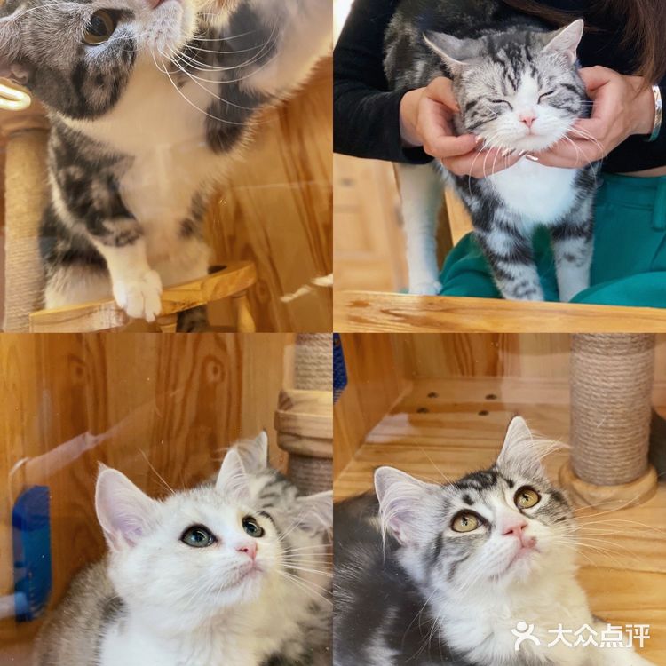 ❗️西安首家独栋别墅猫咖❗️🐈大唐御猫馆🎀