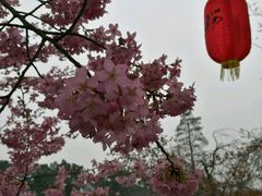 -东湖磨山景区樱花园-停车场
