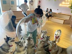 -Husky Go! 哈士奇体验馆·宠物咖啡厅狗咖