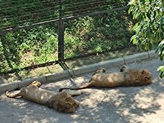 -大连森林动物园