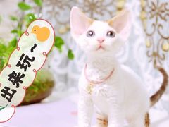 -十年猫舍·猫咪专门店(普陀店)