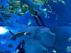 -太平洋海底世界