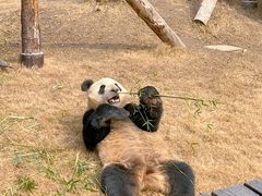 -上海野生动物园