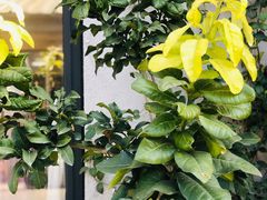 -Bamboo Today Cafe(国创园店)