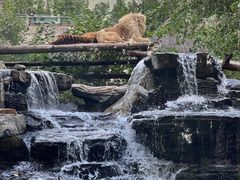 -北京野生动物园