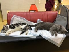 -瑞派天宁宠物医院·猫科·异宠中心
