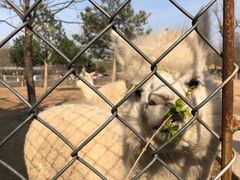 -石家庄市动物园