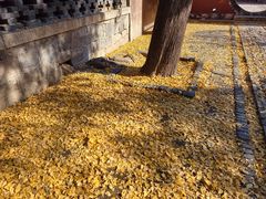 -泰山风景名胜区-普照寺