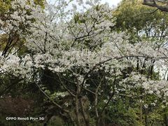 -上海吴淞炮台湾国家湿地公园