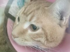 -谐和贝康宠物医院24小时·宠保定点(急重症转诊中心)