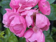 -上海市控江中学