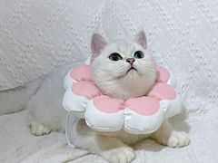 -灵美宠物诊所