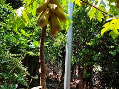 -正佳雨林生态植物园