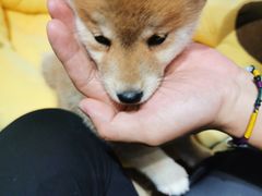 -逗柴咖啡屋·狗咖猫咖宠物桌游