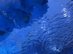 -上海海昌海洋公园