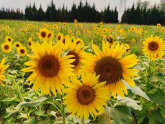 -汉长安城未央宫国家考古遗址公园