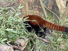 -都江堰中华大熊猫苑