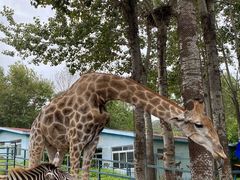 -大连森林动物园