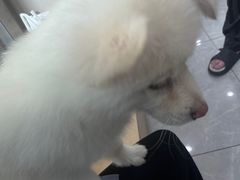 -瑞鹏宠物医院·超声·骨科·奇麟分院(蜀都万达店)