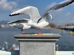 -海埂大坝