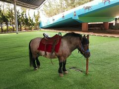 -西霞口神雕山野生动物世界
