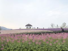 -径山花海