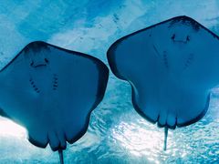 -海合安武汉极地海洋公园