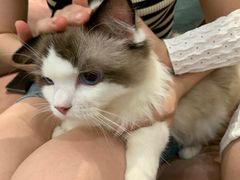 -袖虎·猫馆(体育西路店)