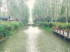 -合肥滨湖国家森林公园