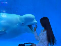 -海合安成都极地海洋公园