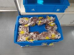 -来噻布布 Lets BUBU