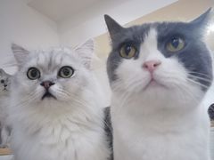 -李小姐の猫咖啡馆(五角场店)