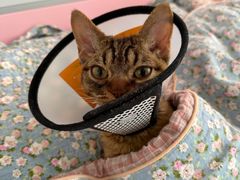 -艾贝尔宠物医院·24H转诊中心·肿瘤猫专科(江宁双龙店)