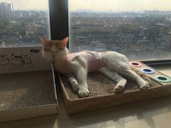 -柏萃动物医院·骨科·牙科