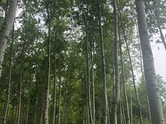 景点-仁和公园(顺义区)