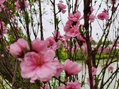 -南汇桃花村